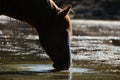 Sorrel mare horse drinking pond water Royalty Free Stock Photo