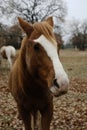 Sorrel mare in winter field