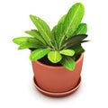 Sorrel plant in flower pot Royalty Free Stock Photo