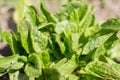A sorrel plant grows in a garden bed. Healthy food, nutrients. Close-up