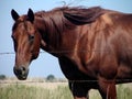 Sorrel Quarter Horse Royalty Free Stock Photo
