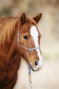 Sorrel Quarter Horse with Blaze