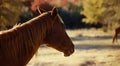 Sorrel mare horse with fall color blurred background