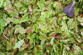 Sorrel red veined salad greens view from above Royalty Free Stock Photo