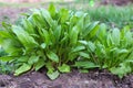 Sorrel. Rumex acetosa. Perennial herb. Popular cooking seasoning.