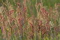 Sorrel, Rumex Royalty Free Stock Photo