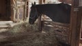 A sorrel unsaddled horse in a stable stall is eating fresh hay. Beautiful sunlight.