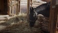 A sorrel unsaddled horse in a stable stall is eating fresh hay. Beautiful sunlight.