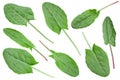 Sorrel vegetable leaf collection Royalty Free Stock Photo