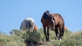 Sorrel wild horse stallion in the Salt River wild horse management area near Mesa Arizona USA Royalty Free Stock Photo