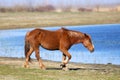 Sorrel wild horse on the watering place Royalty Free Stock Photo