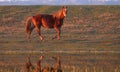 Sorrel wild horse on the watering place Royalty Free Stock Photo