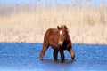 Sorrel wild horse on the watering place Royalty Free Stock Photo