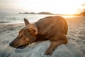 Sorrow homeless dog lying on sea beach Royalty Free Stock Photo