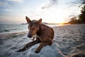 Sorrow homeless dog lying on sea beach Royalty Free Stock Photo