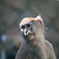 Sorrowful monkey Royalty Free Stock Photo