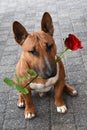 Dog holding a red rose in his mouth and begging pardon