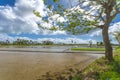 The Sorsogon countryside in Bicol Region. Shot of empty rice fields and a Ipil - Ipil tree