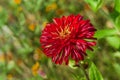 Sort of an aster flower Royalty Free Stock Photo