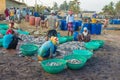 Sort the caught fish before selling. Negombo Royalty Free Stock Photo