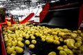 Sorted cucumbers on a conveyor belt on manufacture. Agriculture technology