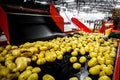 Sorted cucumbers on a conveyor belt on manufacture. Agriculture technology