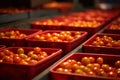 sorted tomatoes in containers, harvested tomato crop generative ai