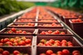 sorted tomatoes in containers, harvested tomato crop generative ai