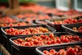 sorted tomatoes in containers, harvested tomato crop generative ai