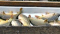Sorting of caught fish