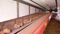 After sorting and culling at warehouse, potatoes are placed on conveyor belt, then loaded on truck for further