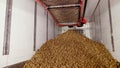 After sorting and culling at warehouse, potatoes are placed on conveyor belt, then loaded on truck for further