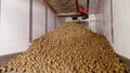 After sorting and culling at warehouse, potatoes are placed on conveyor belt, then loaded on truck for further