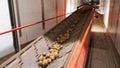 After sorting and culling at warehouse, potatoes are placed on conveyor belt, then loaded on truck for further