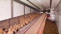 After sorting and culling at warehouse, potatoes are placed on conveyor belt, then loaded on truck for further