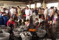 Sorting Fresh Squid Into Baskets