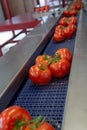 Sorting and packaging line of fresh ripe red tomatoes on vine in