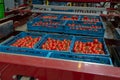 Sorting and packaging line of fresh ripe red tomatoes on vine in Royalty Free Stock Photo