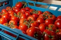 Sorting and packaging line of fresh ripe red tomatoes on vine in Royalty Free Stock Photo