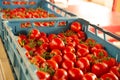 Sorting and packaging line of fresh ripe red tomatoes on vine in Royalty Free Stock Photo