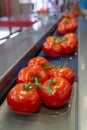 Sorting and packaging line of fresh ripe red tomatoes on vine in