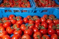 Sorting and packaging line of fresh ripe red tomatoes on vine in Royalty Free Stock Photo