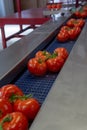 Sorting and packaging line of fresh ripe red tomatoes on vine in Royalty Free Stock Photo