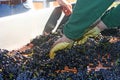 Sorting Pinot Noir Grapes Royalty Free Stock Photo