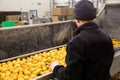 Sorting potato plant