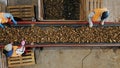 sorting potatoes. top view. workers sort and cull freshly picked potatoes, on conveyor belt machine in warehouse. potato