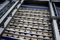 Sorting of round dietary loaves on the conveyor automated machine.