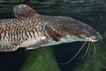 Sorubim Fish in Water