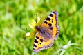 Beautiful butterfly urticaria bright colors