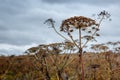 Sosnovsky cow parsnip Heracleum-threat herbaceous flowering plant. large flowers against the sky